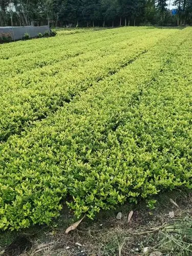 酷霸王网球拍价格表